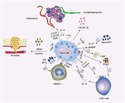 Mast cells in colorectal cancer tumour progression, angiogenesis, and lymphangiogenesis